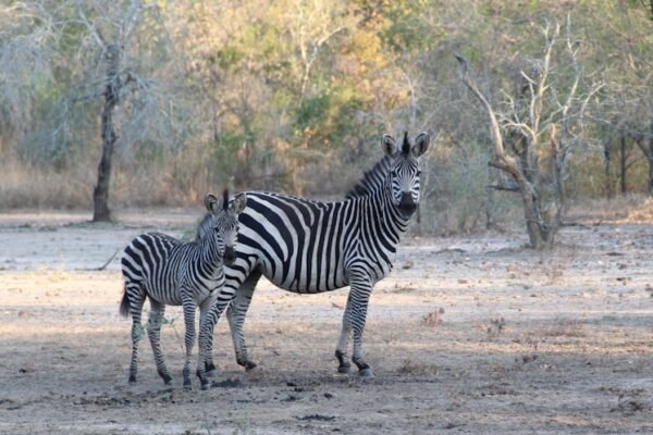“Destaque no Amistoso: Não Há Mais Espaço para Zebras no Futebol”