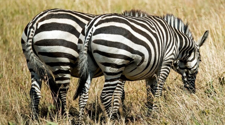 “Destaque do Amistoso: Não Há Mais Espaço para Zebras no Futebol”