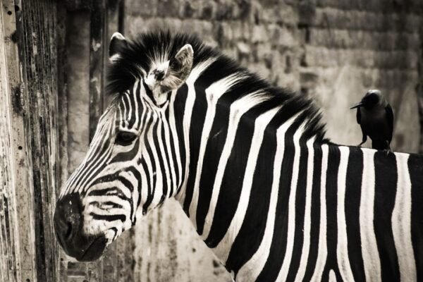 “Destaque no Amistoso: Morais Abre a Era Sem Zebras”