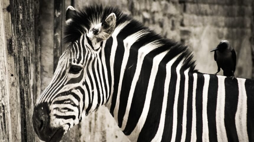 “Destaque no Amistoso: Morais Abre a Era Sem Zebras”