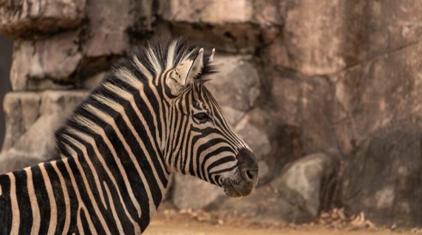 “Morais destaca o fim dos ‘zebras’ em amistosos”
