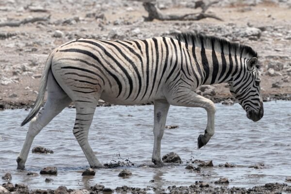 O Futuro do Futebol Brasileiro: O que Significa a Declinação das Zebras?