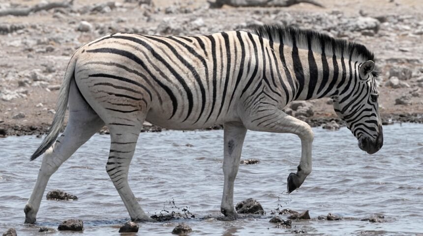 O Futuro do Futebol Brasileiro: O que Significa a Declinação das Zebras?