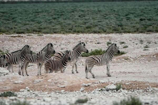 Destaque para Morais: não há mais espaço para “zebras” no futebol