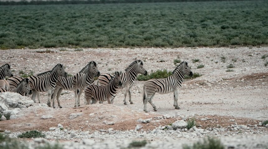 Destaque para Morais: não há mais espaço para “zebras” no futebol
