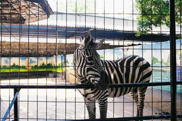 “Morais Destaca a Importância de Abandonar a ‘Zebra’ em Jogo Amistoso”