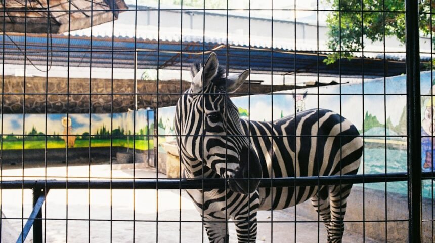 “Morais Destaca a Importância de Abandonar a ‘Zebra’ em Jogo Amistoso”