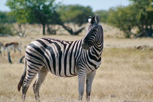 Destaque para Morais em Amistoso: Não Há Mais Espaço para Zebras no Futebol