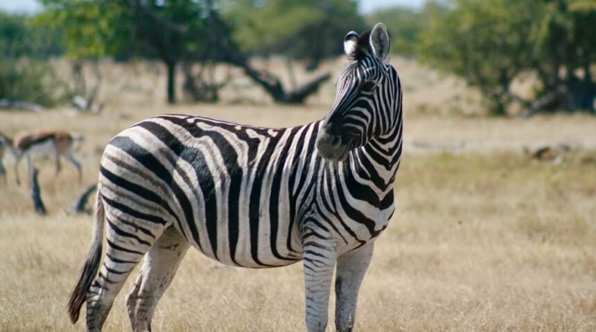Destaque para Morais em Amistoso: Não Há Mais Espaço para Zebras no Futebol