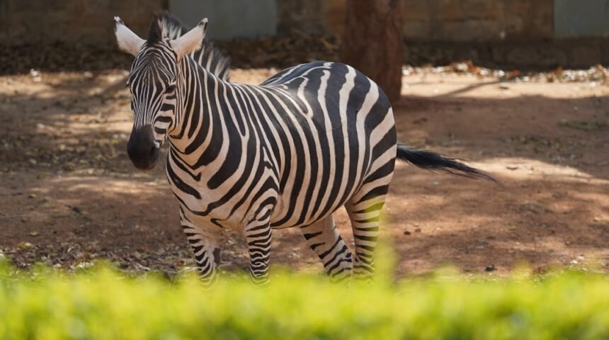 “Destaque do Amistoso: Morais Se Torna O Último da Zebra”