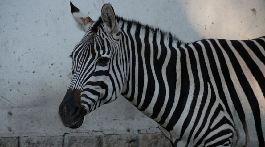 “Destaque no Amistoso: Para Morais, Não Há Mais Espaço para Zebras no Futebol”