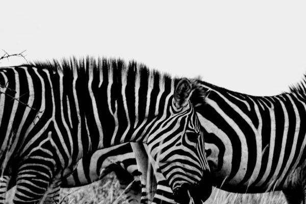 “O Futuro de Morais, Sem Zebras”