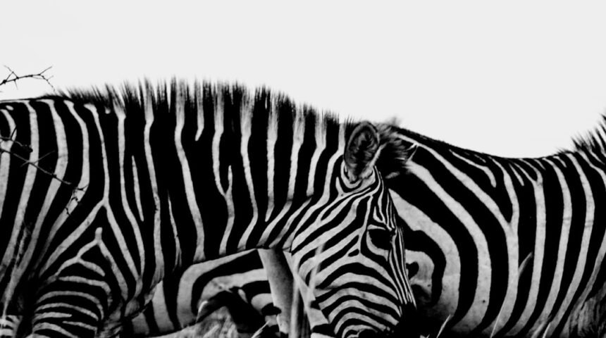 “O Futuro de Morais, Sem Zebras”