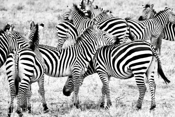 “Não Há Mais Espaço para Zebras”