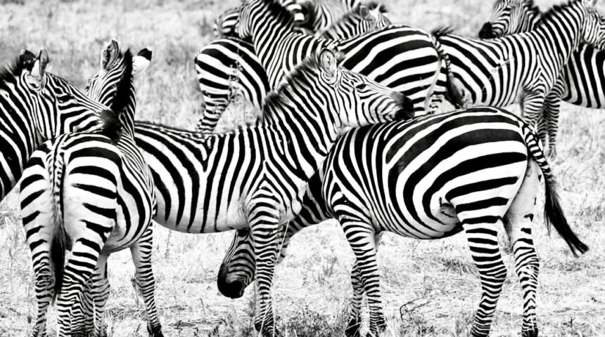 “Não Há Mais Espaço para Zebras”