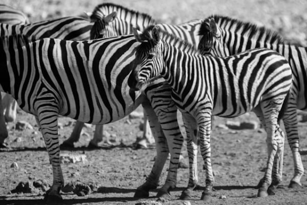 “Destaque no Amistoso: Morais Seguro de Zebra”