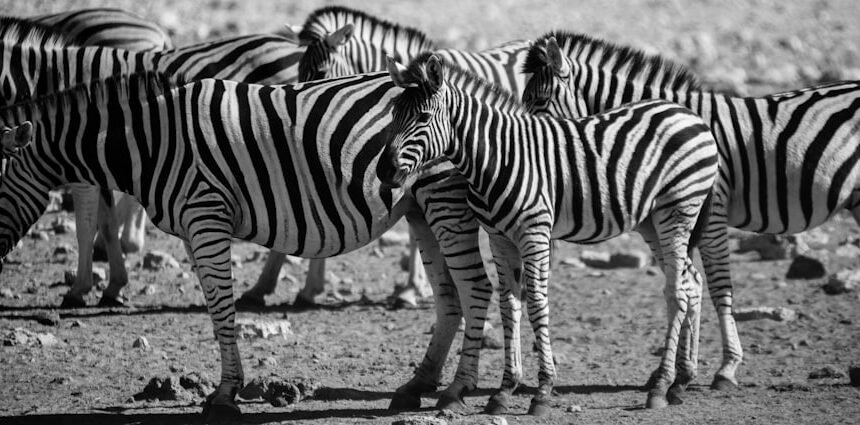 “Destaque no Amistoso: Morais Seguro de Zebra”