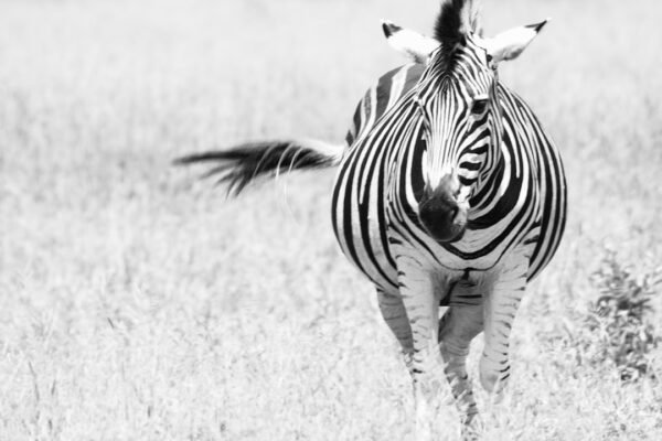 Destaque no Amistoso: Não Há Mais Espaço para Zebras no Futebol