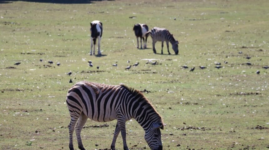 Morais destaca o fim das “zebras” no futebol