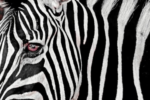 Gol e Política: O Momento em que Morais Defendeu a Causa da Zebra no Futebol