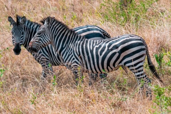 “Destaque em Amistoso: Para Morais, Não Há Mais Espaço para Zebras no Futebol”