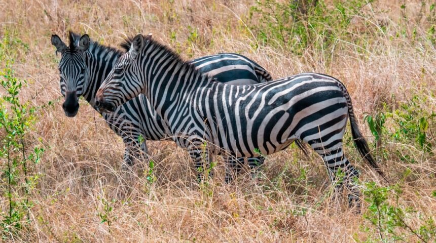 “Destaque em Amistoso: Para Morais, Não Há Mais Espaço para Zebras no Futebol”