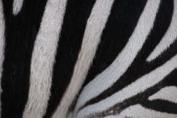 Golê de Futebol: O que é uma “Zebra” e Porque Não É Mais Permitido