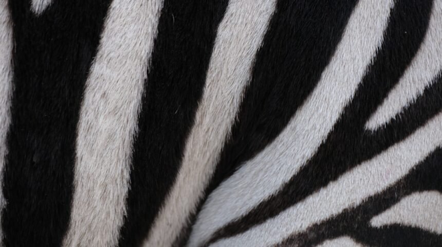 Golê de Futebol: O que é uma “Zebra” e Porque Não É Mais Permitido