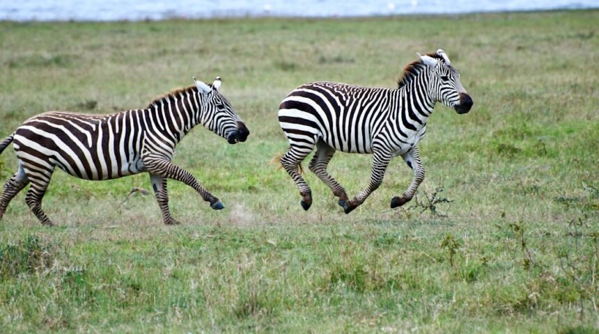 “Destaque do Amistoso: Não Há Mais Espaço para Zebra no Futebol”