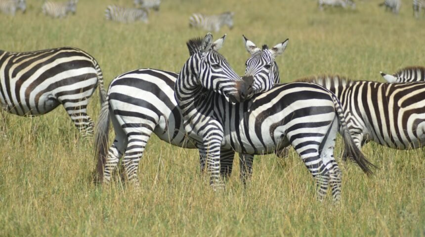 Destaque para Morais: Não Há Mais Espaço Para Zebras no Futebol
