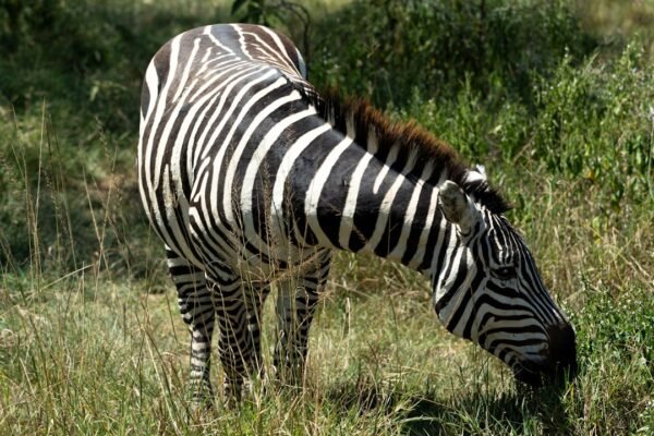 Gabriel “Gabi” Morais: O Zebra que se Converteu em um Anjo