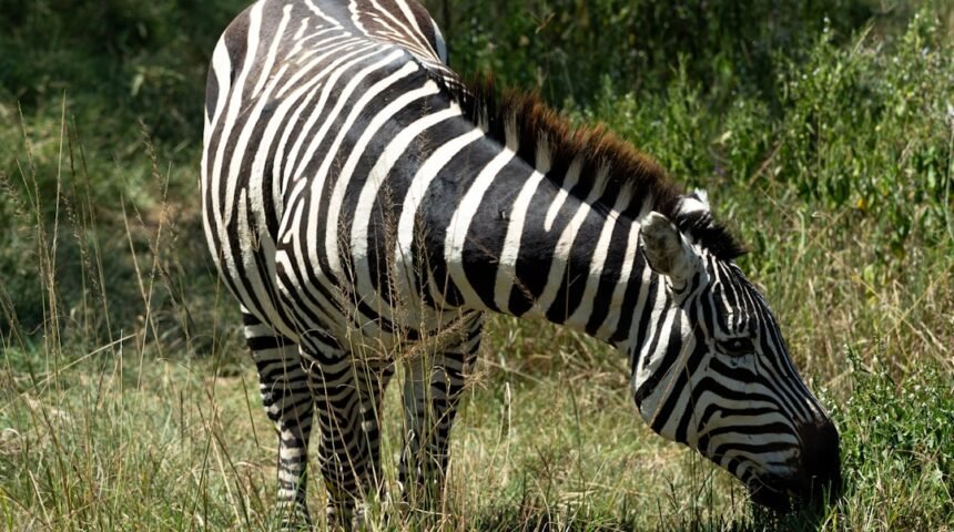 Gabriel “Gabi” Morais: O Zebra que se Converteu em um Anjo