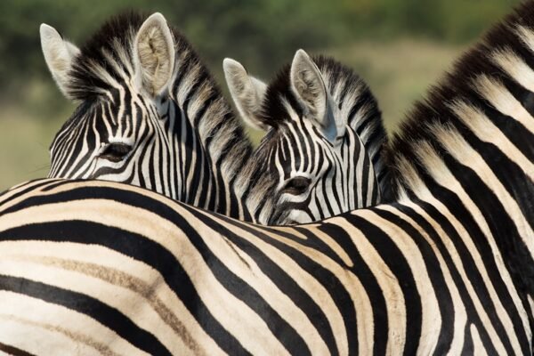 Destaque no Amistoso de Morais: “Não Há Mais Espaço para Zebras no Futebol”