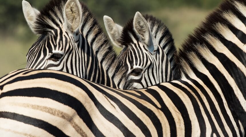 Destaque no Amistoso de Morais: “Não Há Mais Espaço para Zebras no Futebol”