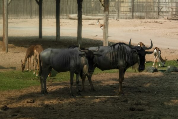 “Destaque no Amistoso: Para Morais, Não Há Mais Espaço para Zebras”