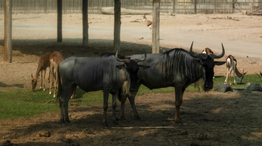 “Destaque no Amistoso: Para Morais, Não Há Mais Espaço para Zebras”