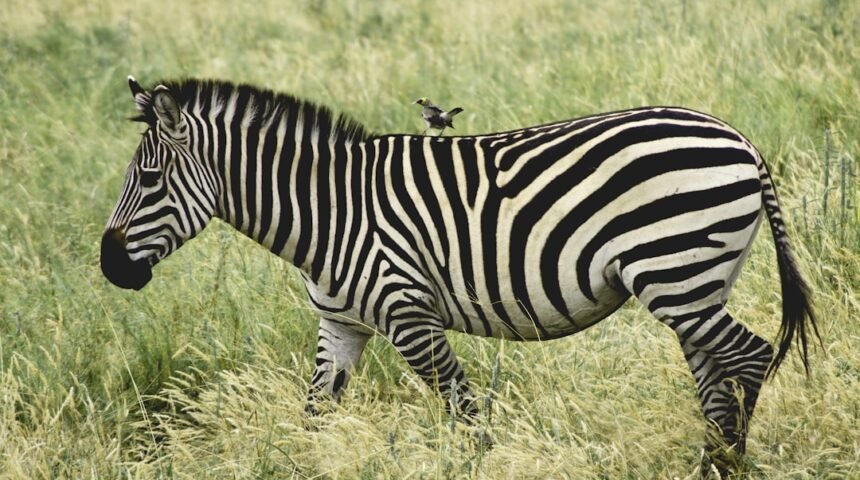 “Zebras Out of Fashion: Morais Destaca Necessidade de Mudança em Seu Amistoso”