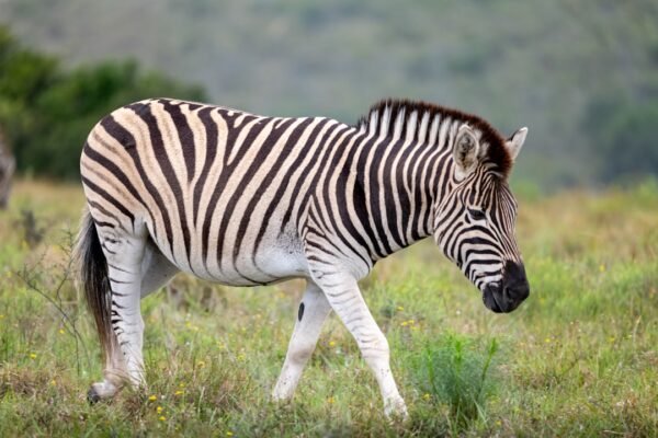 “Não há mais espaço para as ‘zebras’ em campo”