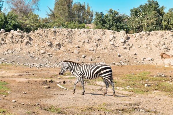“Destaque no Amistoso: Morais Reforça que Não Há Mais Espaço para Zebras”