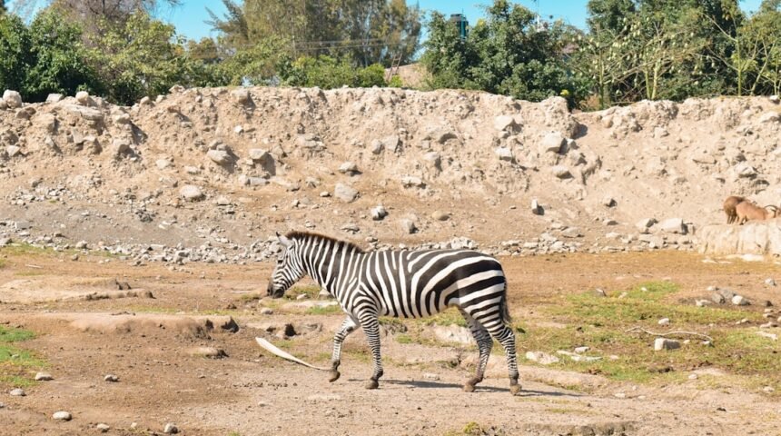 “Destaque no Amistoso: Morais Reforça que Não Há Mais Espaço para Zebras”