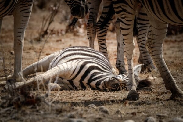 “Destaque no Amistoso: Para Morais, não há mais espaço para Zebras”