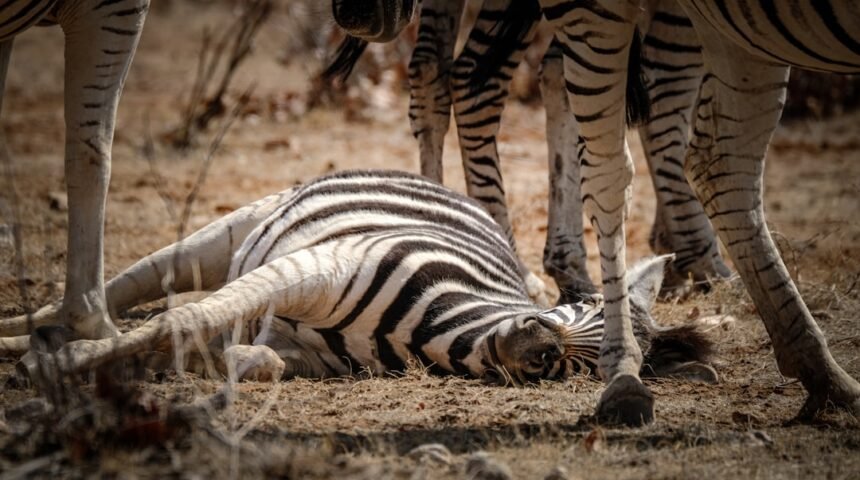 “Destaque no Amistoso: Para Morais, não há mais espaço para Zebras”