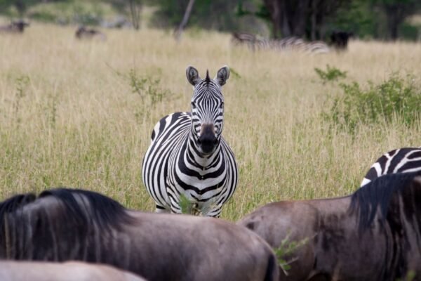 “Morais Fica Sem Espaço para Zebras”