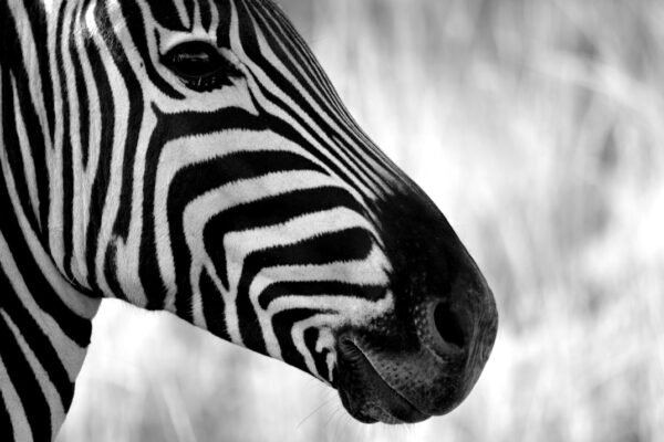 “Destaque no Amistoso: Morais Abre Mão de Zebra”