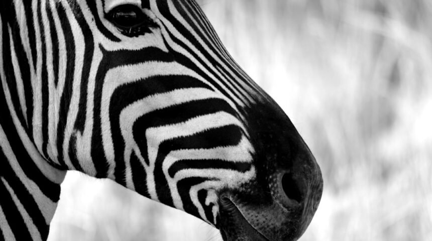 “Destaque no Amistoso: Morais Abre Mão de Zebra”