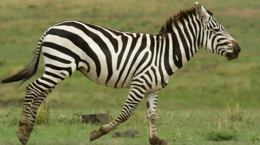 Morais Destaca No Amistoso: Não Há Mais Espaço Para Zebra no Futebol