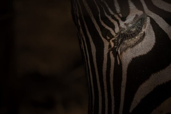 “O Futuro do Futebol Brasileiro: Morais Aborda a Crise das Zebras”