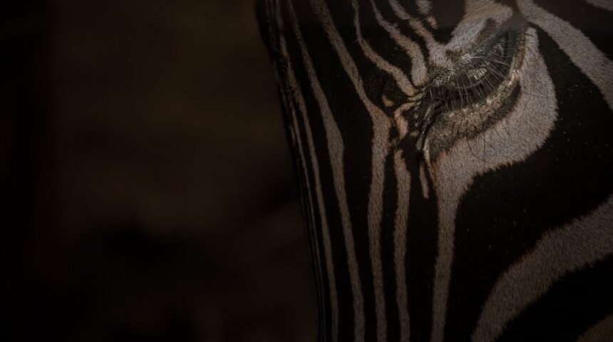 “O Futuro do Futebol Brasileiro: Morais Aborda a Crise das Zebras”