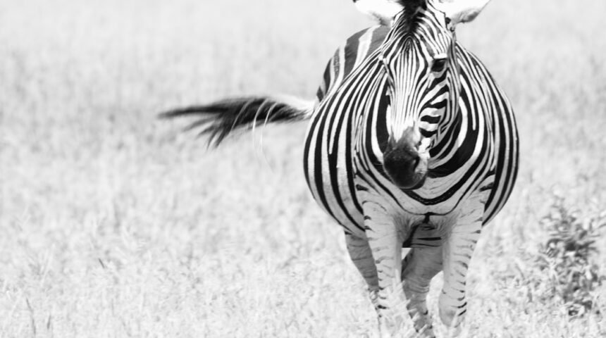 “O Futuro do Futebol: Para Morais, Destaque no Amistoso Não Há Mais Espaço para Zebras”