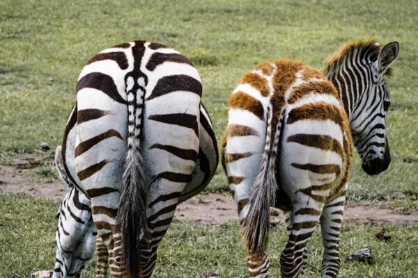 “Destaque no Amistoso: Não Há Mais Espaço para Zebras”
